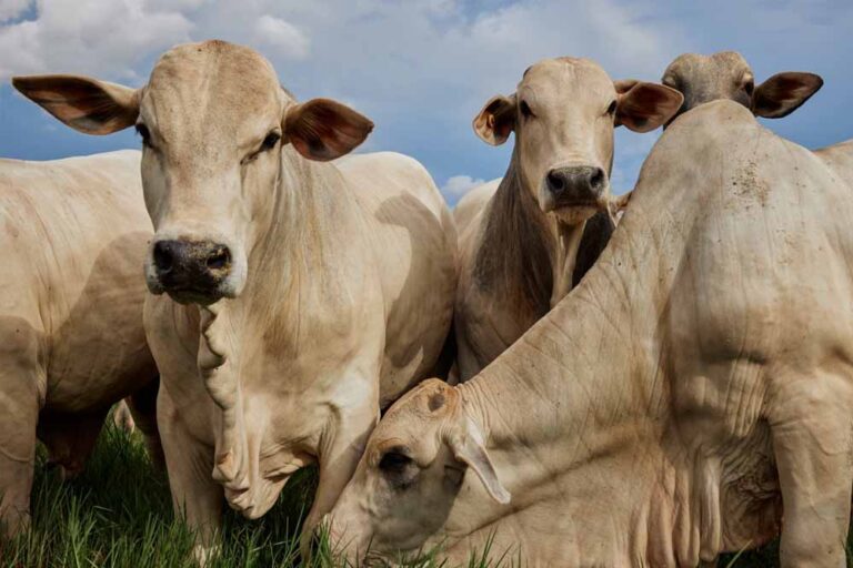 50 हजार गायों का रीवा में आनोखा घर, एक प्लान से करेगा एशिया में टॉप 50 हजार गायों का रीवा में आनोखा घर, एक प्लान से करेगा एशिया में टॉप