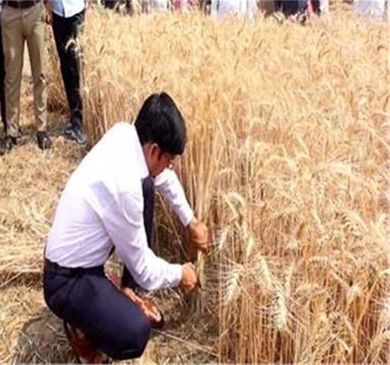 DM साहब ने अचानक थामा हंसिया, खेत में काटी गेहूं की फसल, किसानों का बढ़ाया हौसला, अनोखी पहल
