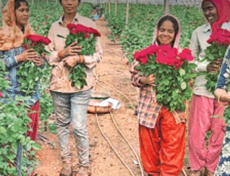 पारंपरिक खेती से बाहर निकलकर गुलाब की खेती की ओर कदम बढ़ाने वाले देवेंद्र आज एक उदाहरण बन चुके पारंपरिक खेती से बाहर निकलकर गुलाब की खेती की ओर कदम बढ़ाने वाले देवेंद्र आज एक उदाहरण बन चुके