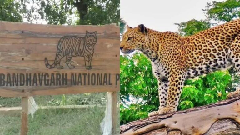 बाँधवगढ़ टाइगर रिजर्व में दुर्लभ वन्य-प्राणी सोन कुत्ते पाये गये