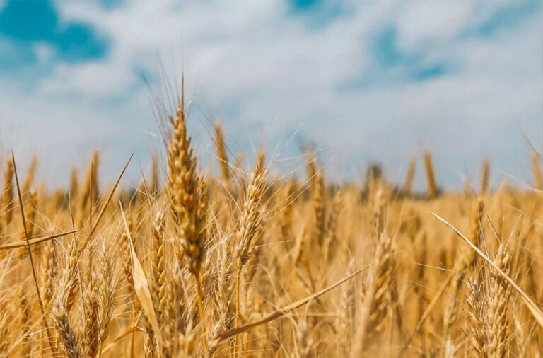 अब तक 26.73 लाख मीट्रिक टन गेहूं का उपार्जन, रुपए 5,027 करोड़ का हुआ भुगतान