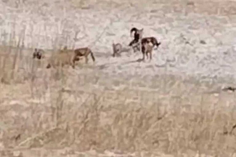 बांधवगढ़ टाइगर रिजर्व में वाइल्ड डॉग का झुंड पतौर परिक्षेत्र की पनपथा बीट में नजर आया