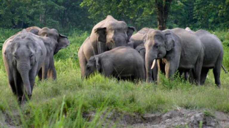 शहडोल जिले के ब्यौहारी वन परिक्षेत्र में जंगली हाथियों के हमले में दो लोगों की मौत शहडोल जिले के ब्यौहारी वन परिक्षेत्र में जंगली हाथियों के हमले में दो लोगों की मौत
