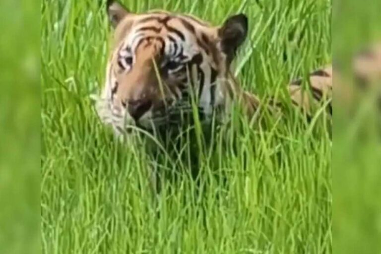 बांधवगढ़ टाइगर रिजर्व के कुंभी कछार क्षेत्र में धमोखर 6 साल की बाघिन घास खाते नजर आई, वायरल हुआ वीडियो बांधवगढ़ टाइगर रिजर्व के कुंभी कछार क्षेत्र में धमोखर 6 साल की बाघिन घास खाते नजर आई, वायरल हुआ वीडियो