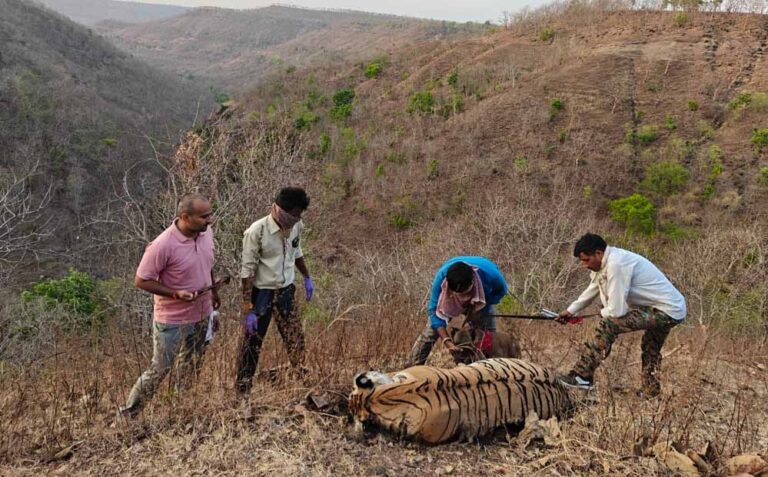 बुरहानपुर के शाहपुर रेंज में मृत मिली बाघिन, गर्भ में पल रहे तीन शावकों की भी मौत, जांच में जुटी टीम बुरहानपुर के शाहपुर रेंज में मृत मिली बाघिन, गर्भ में पल रहे तीन शावकों की भी मौत, जांच में जुटी टीम