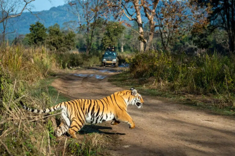 गोरेघाट सर्किल में एक किसान को आज सुबह बाघ ने अपना शिकार बना लिया गोरेघाट सर्किल में एक किसान को आज सुबह बाघ ने अपना शिकार बना लिया