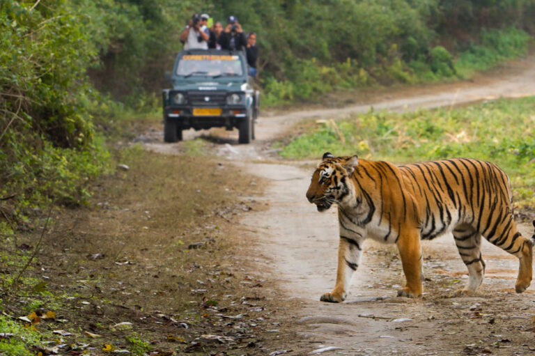 दो लोगों की जान लेने वाले आदमखोर बाघ को आखिरकार वन अधिकारियों ने बेहोश कर दबोचा दो लोगों की जान लेने वाले आदमखोर बाघ को आखिरकार वन अधिकारियों ने बेहोश कर दबोचा