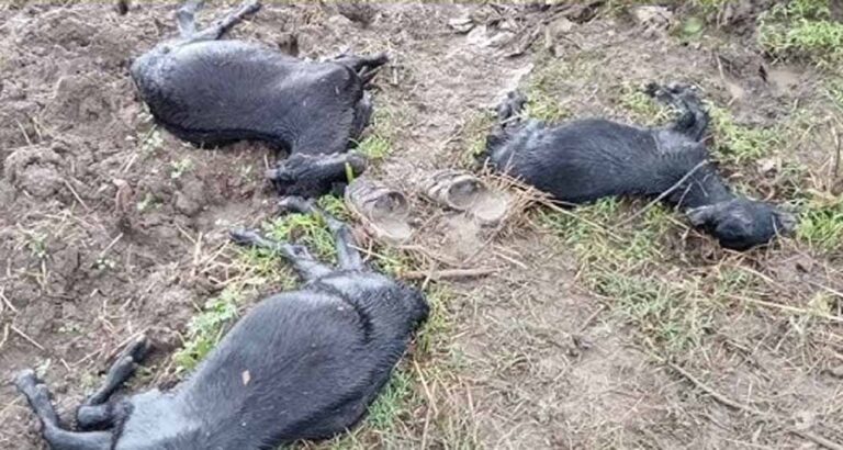 बिजली गिरने से पलेरा में बड़ा नुकसान, 16 बकरियां मरीं, 4 गंभीर रूप से झुलसीं