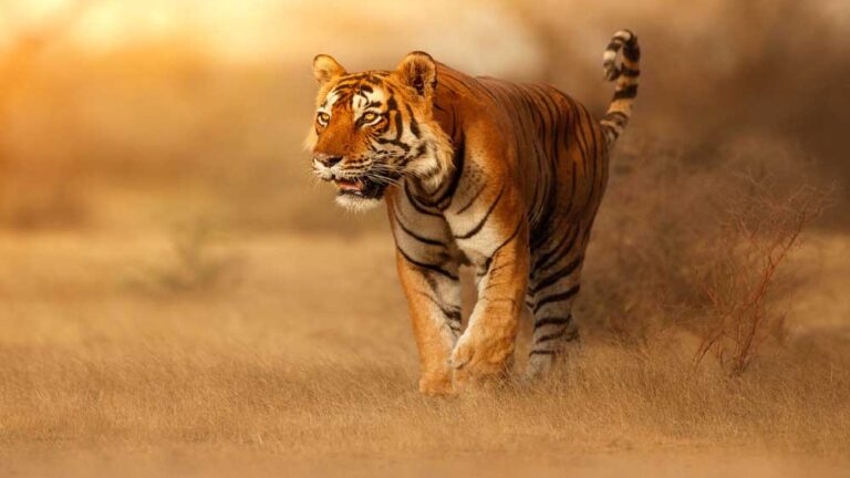 मध्य प्रदेश के टाइगर रिजर्व 1 जुलाई से इस तारीख तक रहेंगे बंद, एडवांस बुकिंग शुरू