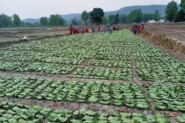 EOW की कार्रवाई तेज, तेंदूपत्ता घोटाले में एक और गिरफ्तारी – अब तक 12 लोग जेल भेजे गए