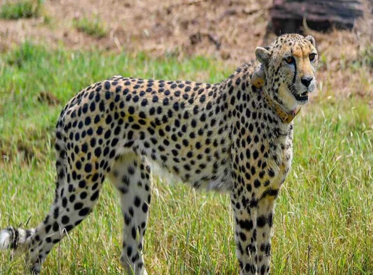 कूनो पार्क में मादा चीता नभा की रहस्यमयी मौत, पैर टूटा, शरीर पर मिले गहरे जख्म