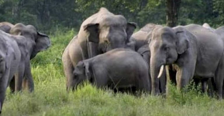 शहडोल में हाथियों का कहर: चार हाथियों का झुंड पहुंचा, वन विभाग ने जारी की चेतावनी