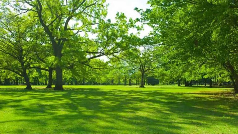 11 एकड़ में फैलेगा ऑक्सीजन गार्डन, इंदौर में लगेंगे लाखों पौधे