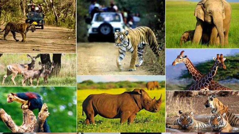 उज्जैन में प्रस्तावित चिड़ियाघर में अब चीते देखने को मिलेंगे, वनतारा सेंटर से चीता और अन्य वन्यजीव लाने की तैयारी उज्जैन में प्रस्तावित चिड़ियाघर में अब चीते देखने को मिलेंगे, वनतारा सेंटर से चीता और अन्य वन्यजीव लाने की तैयारी