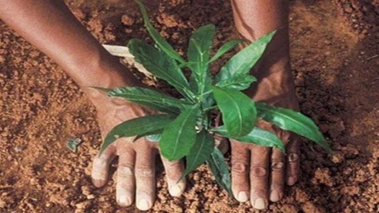 हरियाली की चादर ओढ़ेंगे मां नर्मदा परिक्रमा पथ के आश्रय स्थल