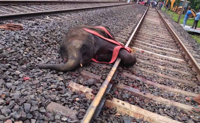 हाथियों की मौत से मचा हड़कंप: ट्रेन की चपेट में आए वन्यजीव, जिम्मेदारी तय करने की मांग तेज