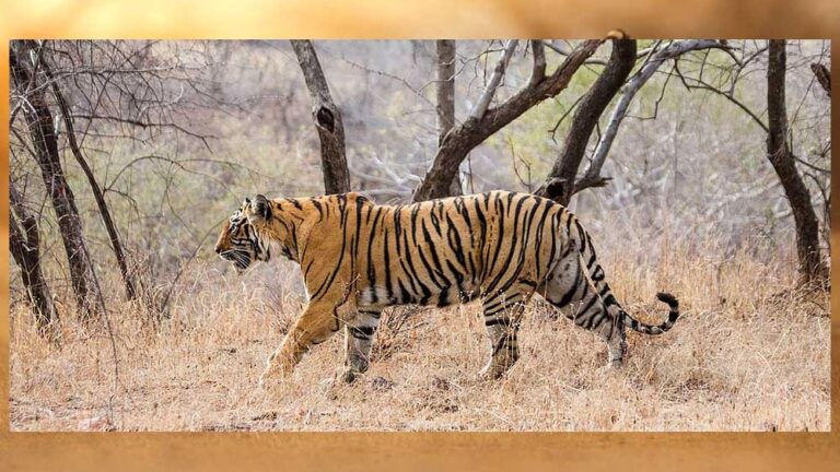 एमपी में नेशनल पार्क और टाइगर रिजर्व में घूमना एक अक्टूबर से महंगा हो जाएगा