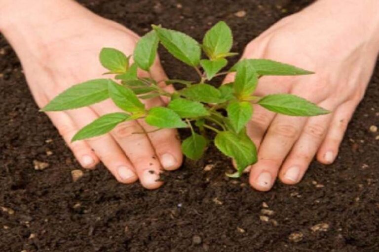 मां नर्मदा परिक्रमा पथ पर 233 स्थानों की 1000 एकड़ भूमि पर किया जाएगा पौधरोपण मां नर्मदा परिक्रमा पथ पर 233 स्थानों की 1000 एकड़ भूमि पर किया जाएगा पौधरोपण