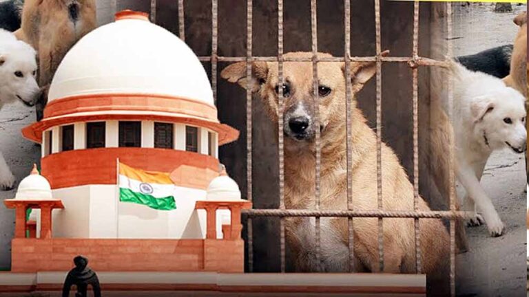 सुप्रीम कोर्ट की स्पेशल बेंच ने आवारा कुत्तों के मामले में सुरक्षित रखा फैसला