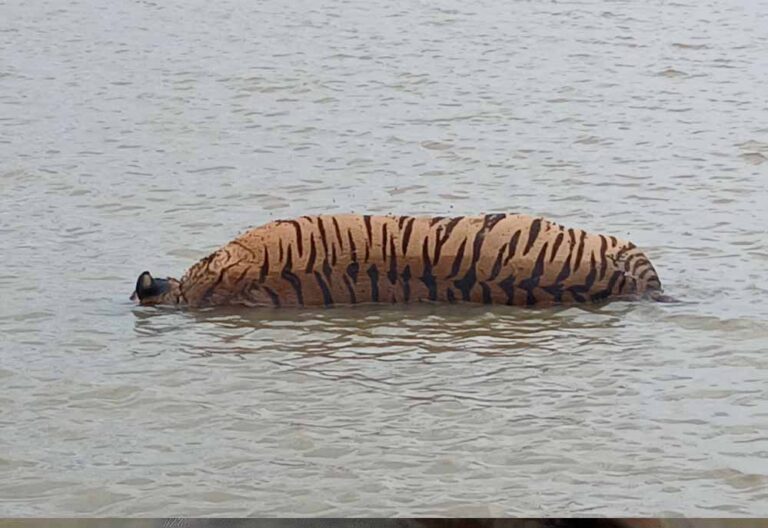 मध्यप्रदेश के नर्मदापुरम में बाघ की हत्या, शिकारियों ने शव से गायब किया पंजा
