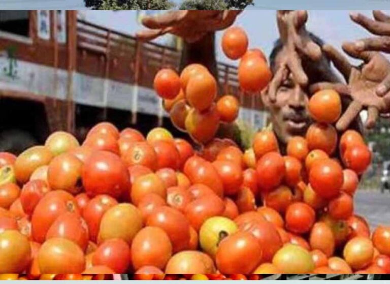 मध्यप्रदेश बना देश का सबसे बड़ा टमाटर उत्पादक, सब्जी उत्पादन में तीसरे नंबर पर