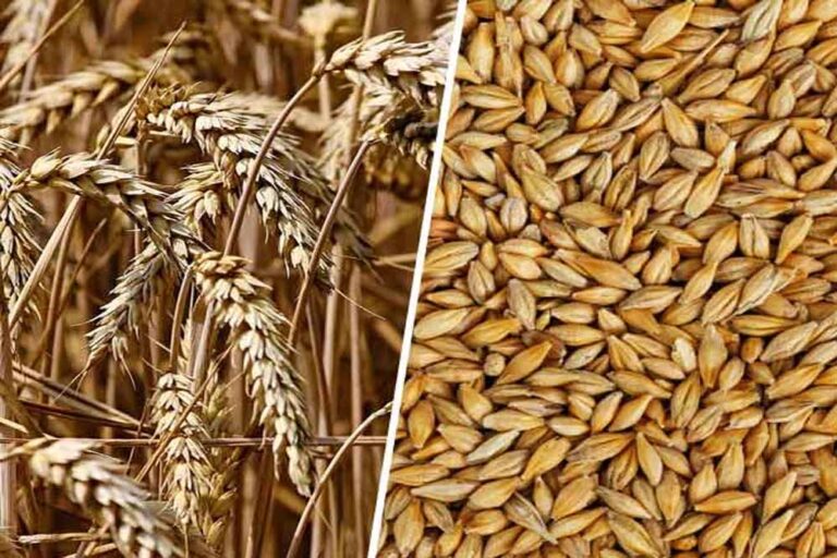 अगले साल तक उपलब्ध होंगी गेहूं की 14 और जौ की 4 नई किस्में