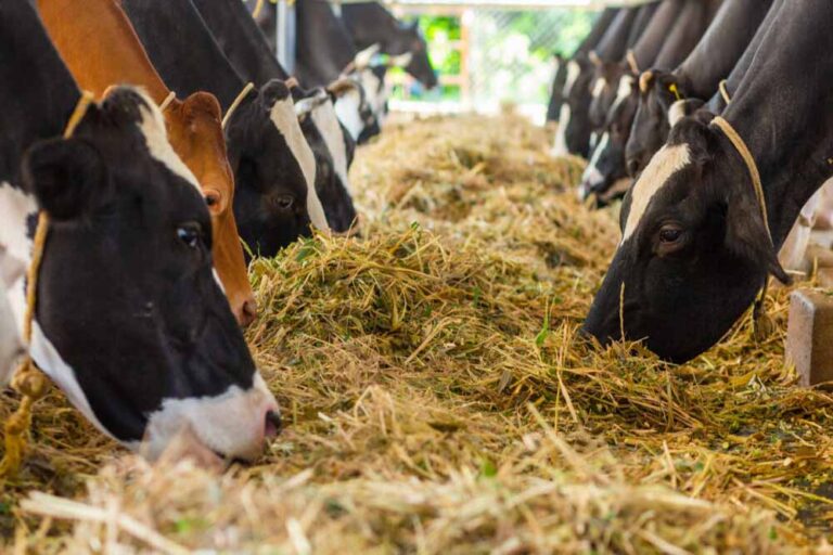 गोधाम बनाए जाएंगे, गोसेवकों को सम्मानित करने की तैयारी, गोसेवकों को दिया जाएगा मानदेय