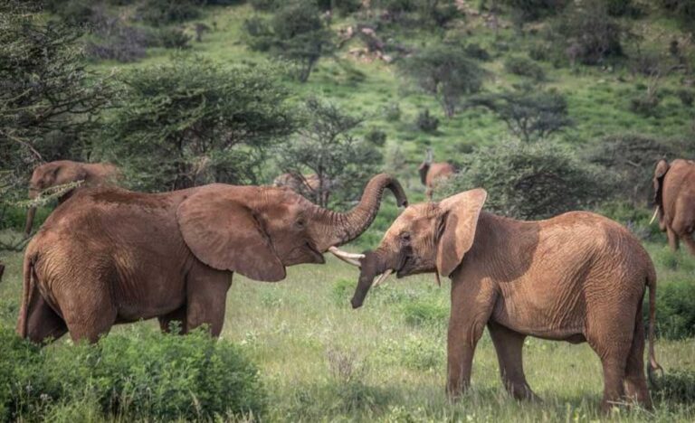 जंगली हाथियों की ट्रैकिंग होगी आसान, कान्हा में लगाए जाएंगे विदेशी कॉलर आईडी