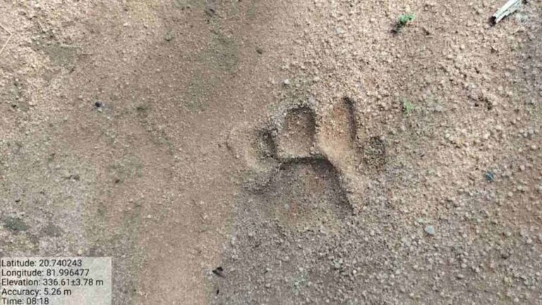 बाघ ने दिखाई मौजूदगी, पांडुका रेंज में पाए गए पंजे के निशान – गांवों में सतर्कता बढ़ी