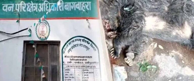 जंगली सूअर के शिकार में लगी बिजली तार की चपेट से भालू की मौत, पुलिस ने 5 को दबोचा