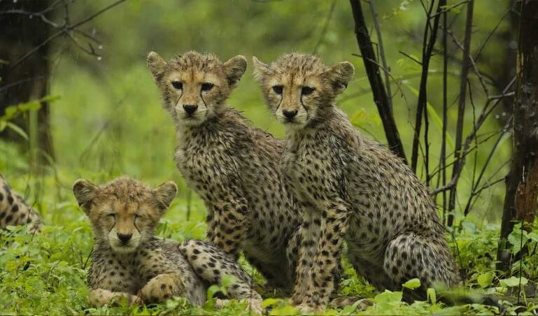 मध्य प्रदेश में चीता पुनर्वास परियोजना के तीन साल पूरे, अब खुद को ‘देसी’ महसूस कर रहे चीते मध्य प्रदेश में चीता पुनर्वास परियोजना के तीन साल पूरे, अब खुद को ‘देसी’ महसूस कर रहे चीते