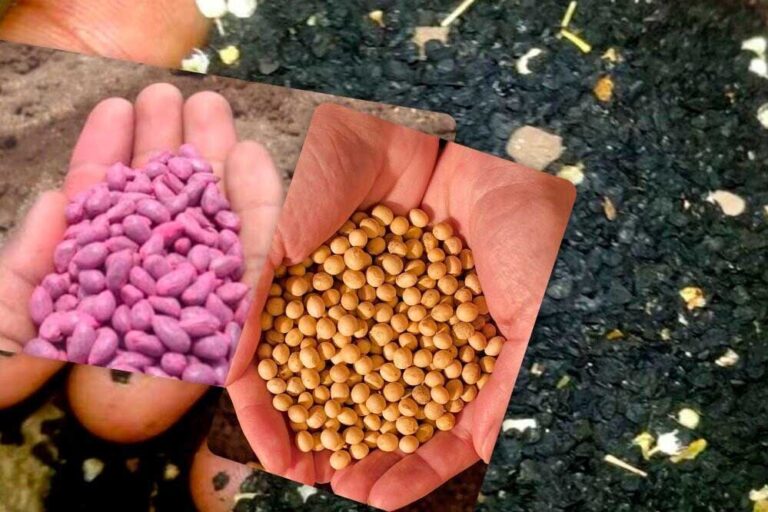 हॉर्टिकल्चर विभाग की योजना से सरगुजा के किसान उत्साहित, 1 रुपए में तैयार करें सीड्स नर्सरी हॉर्टिकल्चर विभाग की योजना से सरगुजा के किसान उत्साहित, 1 रुपए में तैयार करें सीड्स नर्सरी