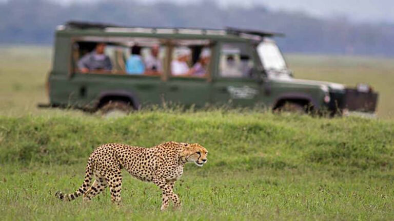 टाइगर सफारी के बाद अब चीता सफारी का रोमांच, कूनो में करें बुकिंग टाइगर सफारी के बाद अब चीता सफारी का रोमांच, कूनो में करें बुकिंग