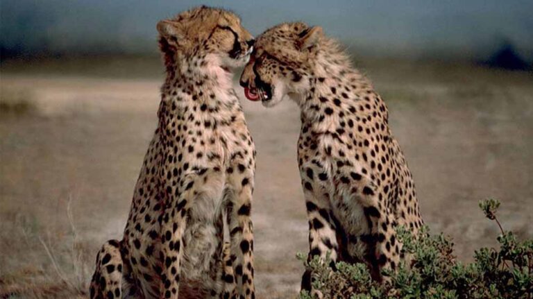 कूनो की रानी धीरा पहुंची गांधी सागर, जहां पहले से हैं दो नर चीते — जंगल में रोमांच बढ़ा कूनो की रानी धीरा पहुंची गांधी सागर, जहां पहले से हैं दो नर चीते — जंगल में रोमांच बढ़ा