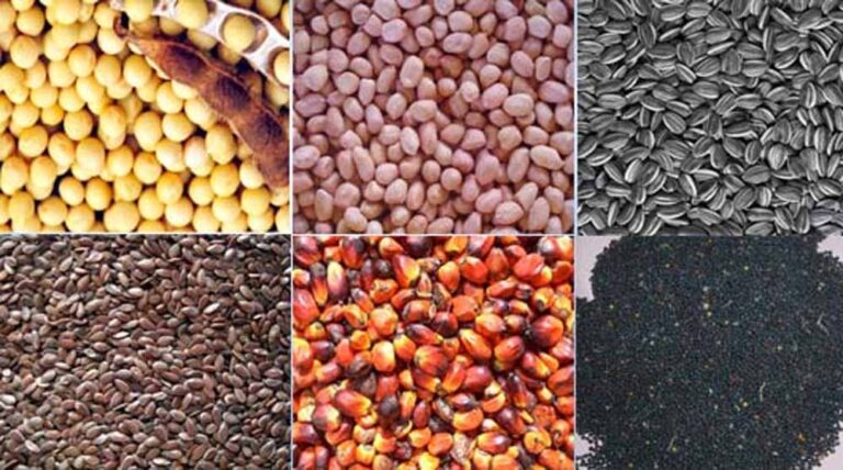 एमपी के 3 जिलों में बनेंगे ऑयल सीड हब, उत्पादन और रोजगार को मिलेगी रफ्तार एमपी के 3 जिलों में बनेंगे ऑयल सीड हब, उत्पादन और रोजगार को मिलेगी रफ्तार