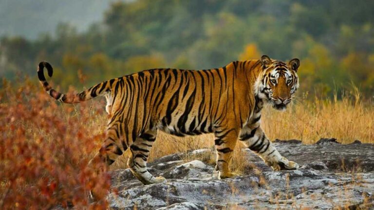 बालाघाट में बढ़ा बाघ का आतंक, लगातार हमलों से ग्रामीण सहमे