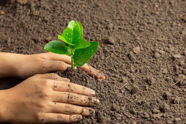 एकलव्य वन से प्रारंभ हुई थी विशिष्ट वन की श्रृंखला, ‘एक पेड़ गुरु के नाम’ पर होगा विशेष कार्यक्रम