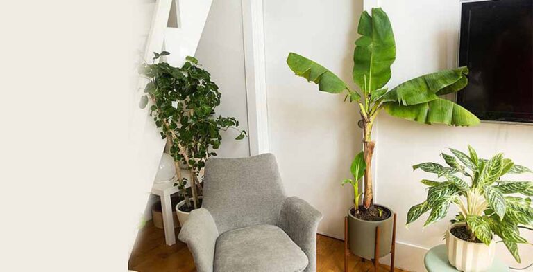 वास्तु टिप्स: इस दिशा में लगाएं केले का पेड़, दूर होंगे कष्ट और बढ़ेगी सुख-समृद्धि