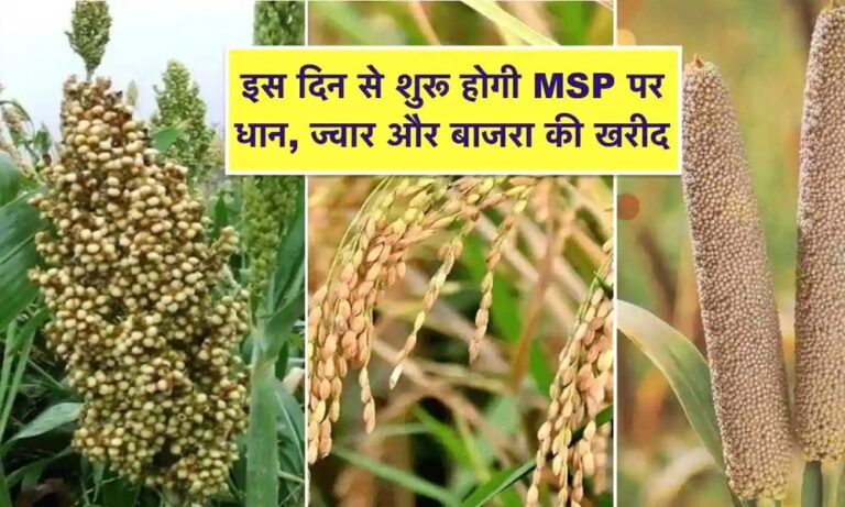 10 अक्टूबर अंतिम तारीख: समर्थन मूल्य पर उपार्जन हेतु कराएं धान, ज्वार व बाजरा का पंजीयन