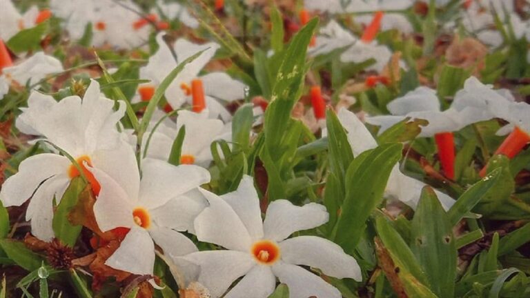 वास्तु के अनुसार इस दिशा में लगाएं पारिजात, जीवन में आएगी तरक्की और सकारात्मक ऊर्जा