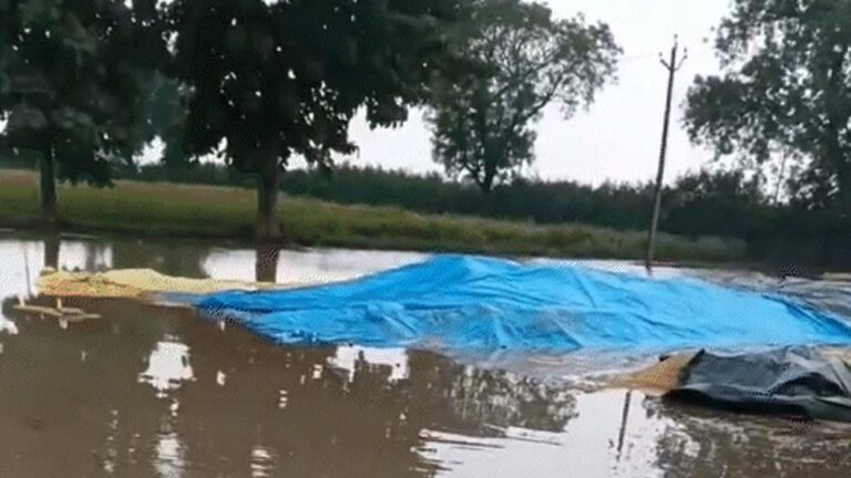 तवा डैम में बढ़ा पानी, 3 गेट खोले गए; मक्का फसल खराब, धान भीगने से किसानों की चिंता तवा डैम में बढ़ा पानी, 3 गेट खोले गए; मक्का फसल खराब, धान भीगने से किसानों की चिंता