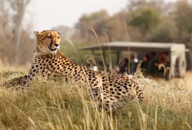 चीता सफारी का आनंद लें कूनो नेशनल पार्क में, ऑनलाइन बुकिंग के लिए जानें तरीका चीता सफारी का आनंद लें कूनो नेशनल पार्क में, ऑनलाइन बुकिंग के लिए जानें तरीका
