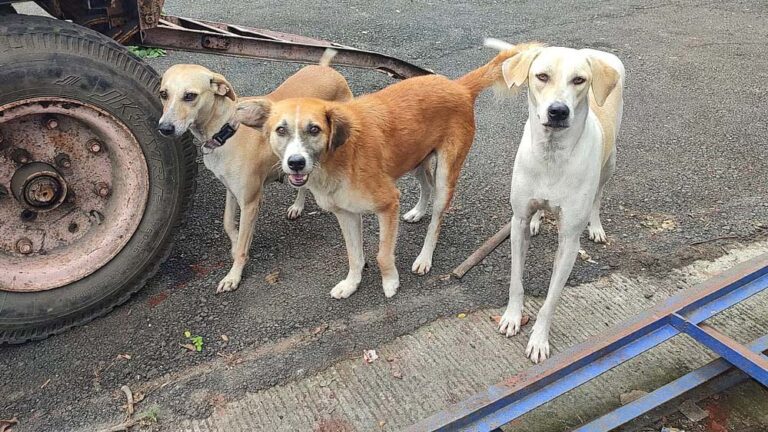 सड़कों पर कुत्तों का कहर: गाजियाबाद में रेबीज इंजेक्शन की मांग में जबरदस्त बढ़ोतरी सड़कों पर कुत्तों का कहर: गाजियाबाद में रेबीज इंजेक्शन की मांग में जबरदस्त बढ़ोतरी