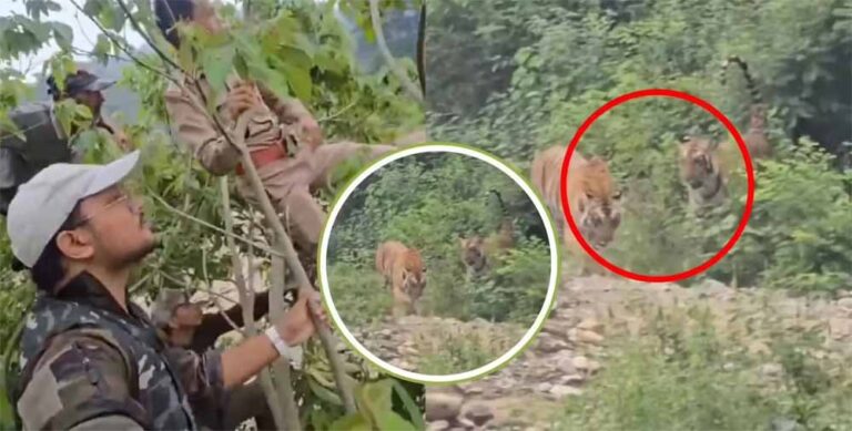 फॉरेस्ट गार्ड का सामना बाघ से, एक गलत कदम और हो सकती थी जानलेवा घटना फॉरेस्ट गार्ड का सामना बाघ से, एक गलत कदम और हो सकती थी जानलेवा घटना