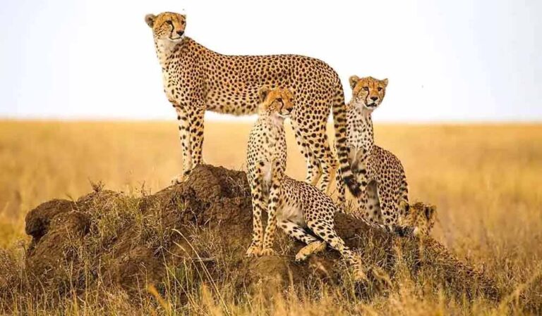 नौरादेही में बनेगा तीसरा चीते का घर, केंद्र ने दिए 4 करोड़, कूनो और गांधी सागर के बाद नई पहल नौरादेही में बनेगा तीसरा चीते का घर, केंद्र ने दिए 4 करोड़, कूनो और गांधी सागर के बाद नई पहल