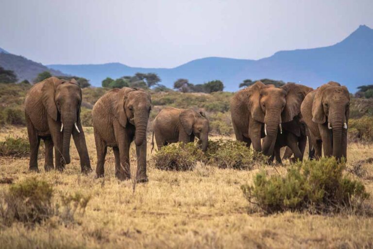 हाथियों से होने वाले नुकसान पर लगेगा ब्रेक, गज रक्षक ऐप से होगा रियल टाइम ट्रैकिंग