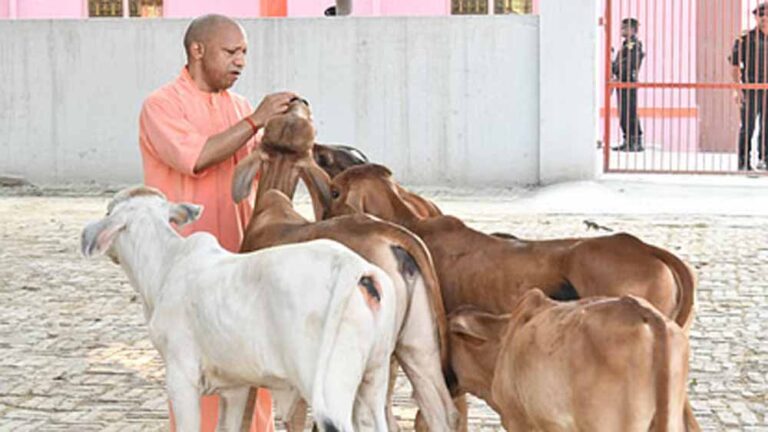 गायों संग गोवर्धन पूजा: सीएम योगी ने गोशाला में की सेवा, कराया विशेष पूजन गायों संग गोवर्धन पूजा: सीएम योगी ने गोशाला में की सेवा, कराया विशेष पूजन