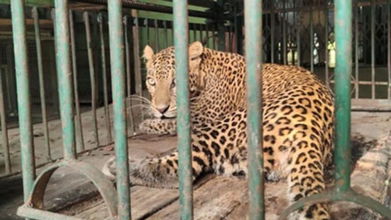 इंदौर के 400 के.वी. सबस्टेशन में घुसे तेंदुए को ट्रांसको टीम ने बहादुरी से पकड़ा, बड़ा हादसा टला