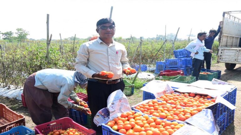 टमाटर खेती से हो रहा लाभ: किसानों की आमदनी में बढ़ोतरी और आत्मनिर्भरता