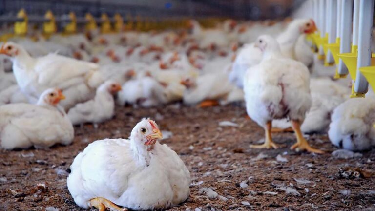 पक्के मुर्गी शेड ने बढ़ाई हितग्राही की आय,आजीविका हुई सुदृढ़ पक्के मुर्गी शेड ने बढ़ाई हितग्राही की आय,आजीविका हुई सुदृढ़